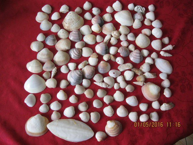 Muszelki do akwarium