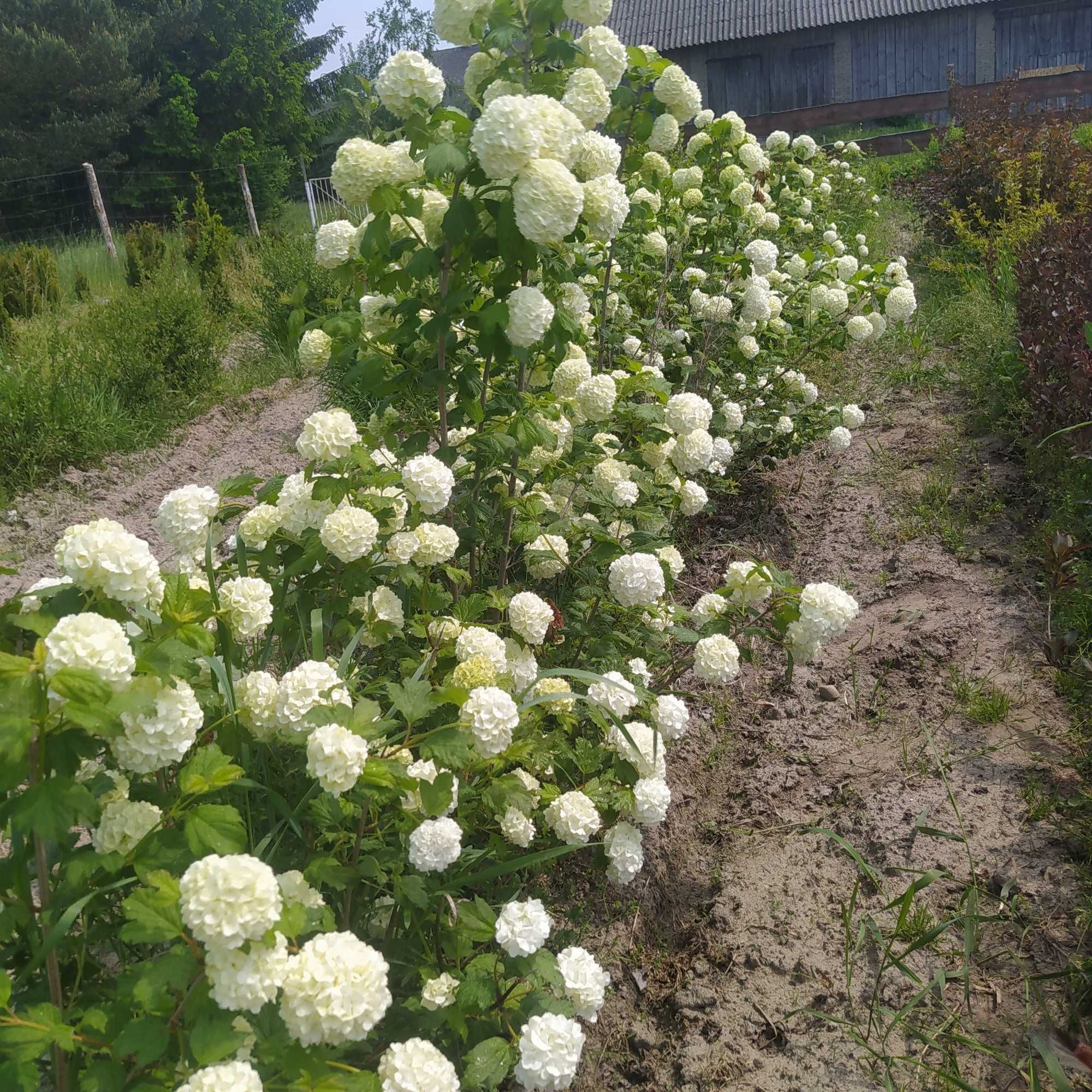 Duże ładne krzewy magnolii Kobus inne kopane okazja