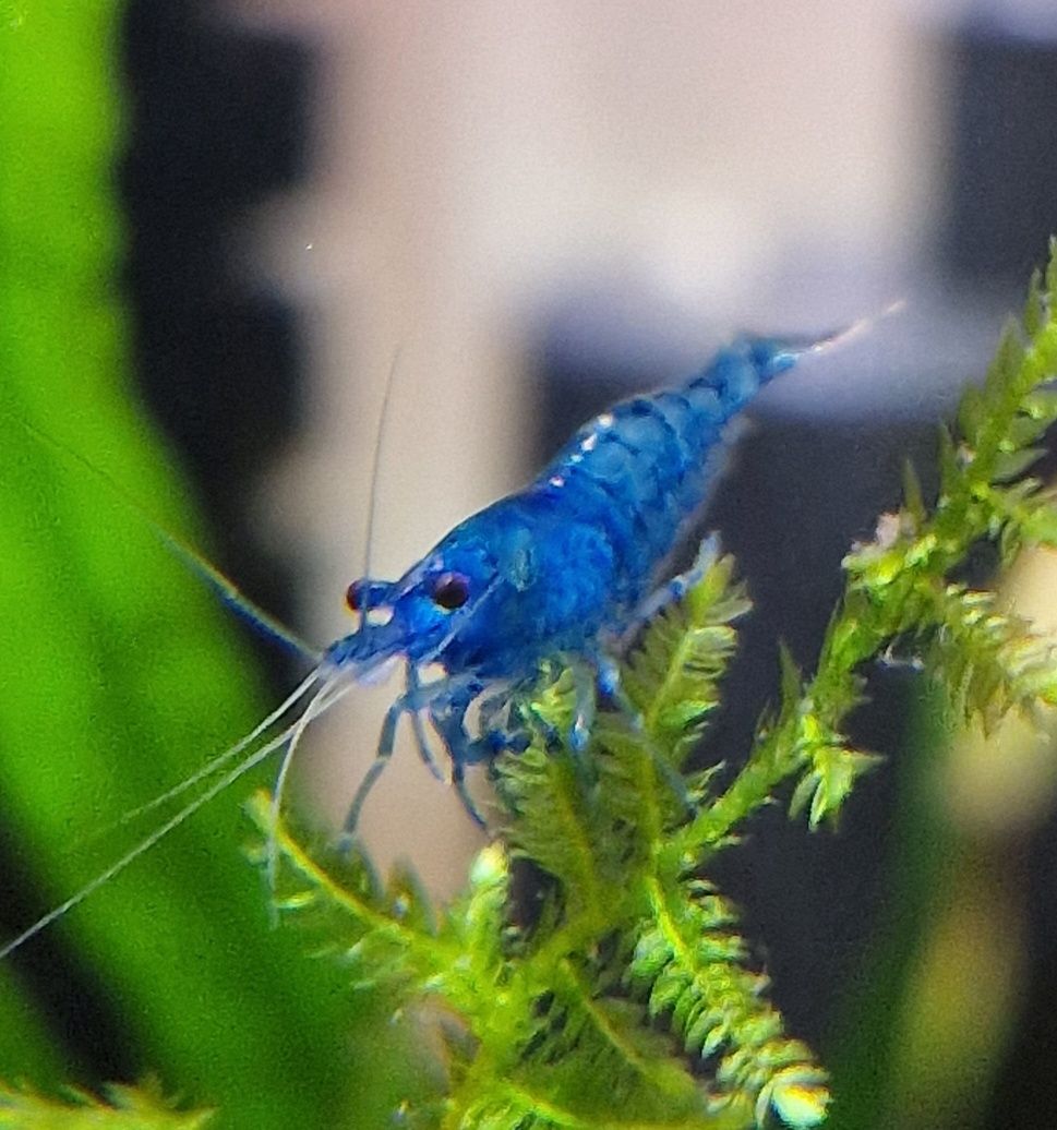 Krewetki Neocaridina Blue Velvet