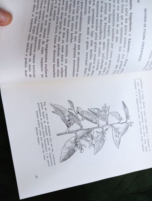 A poda em fruticultura: noções práticas e novos métodos -Menezes 1977*