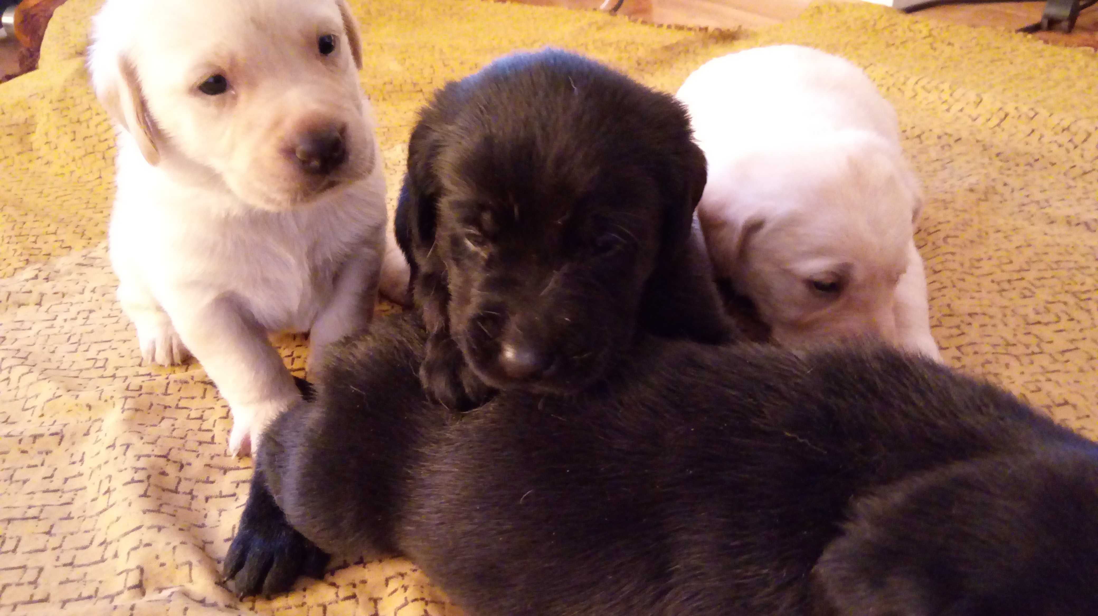 labrador piesek z rodowodem