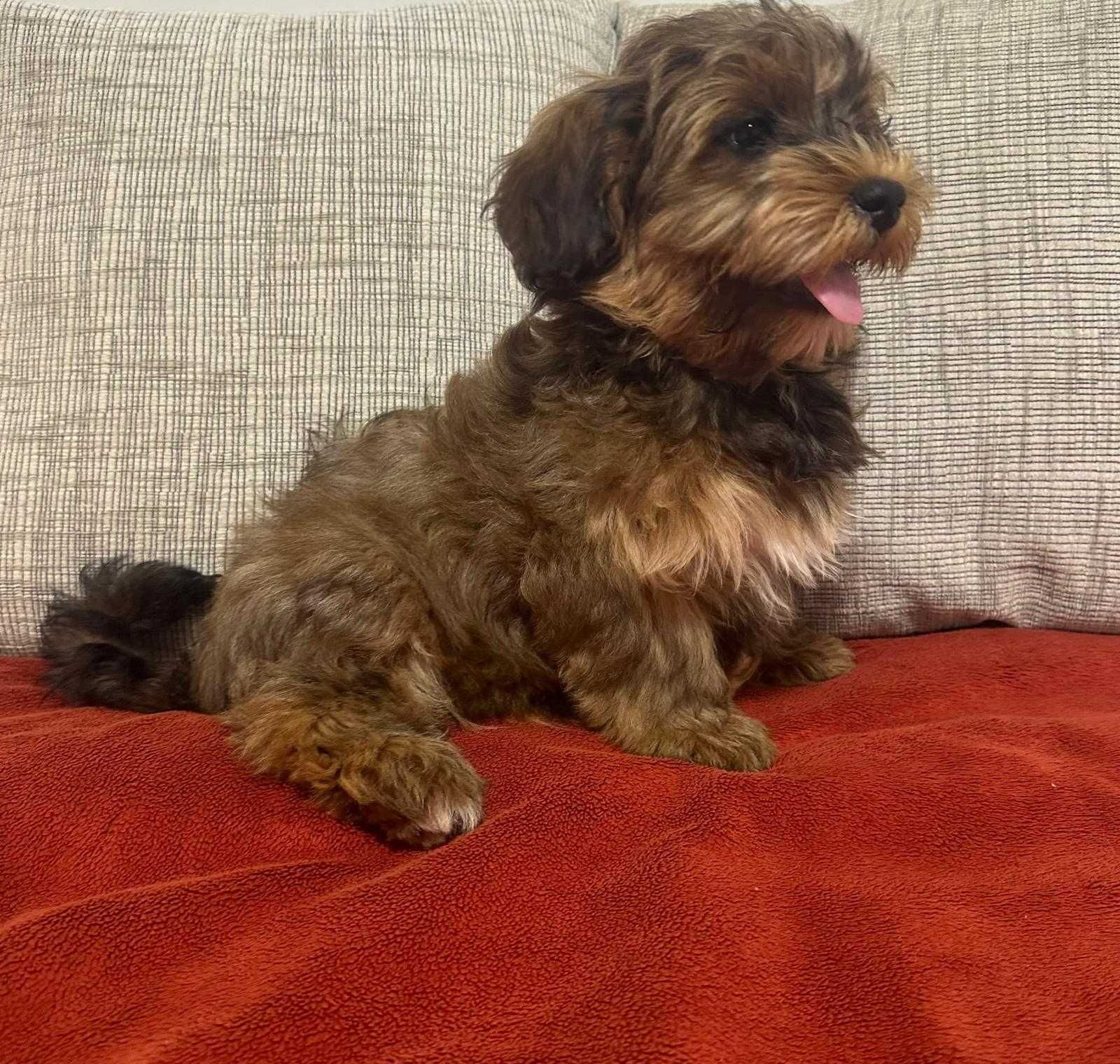 Cão Bichon Havanês