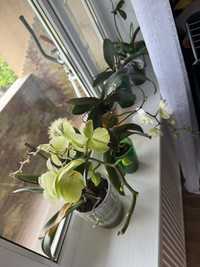 Орхідея вазон