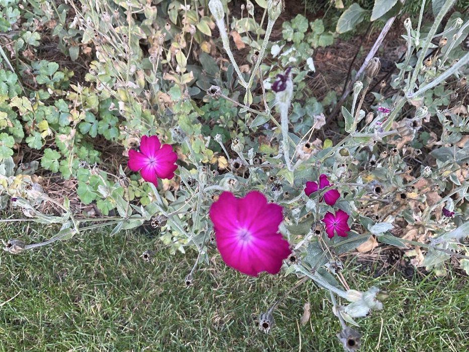 Nasiona firletka omszona karminowa ślaz dziki malwa dzika