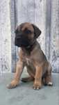 Cane Corso Italiano