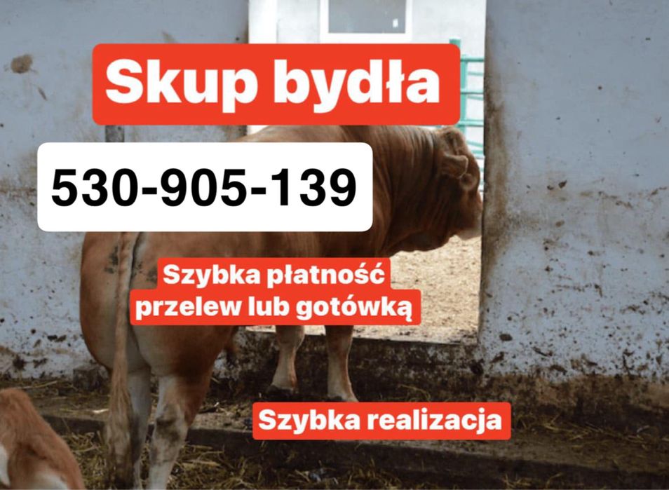 Skup Bydła najlepsze Ceny
