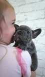 Buldog francuski ostatnia sunia blue - niebieska do rezerwacji