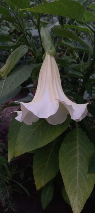 Вазон Бругмансія біла ароматна