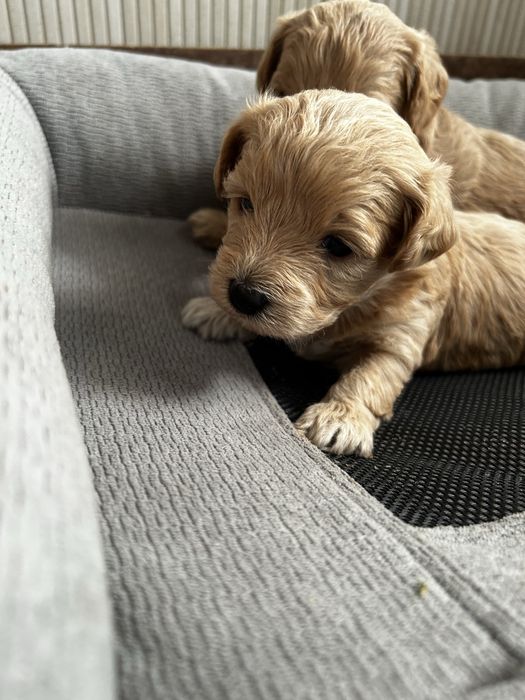 Maltipoo sunia do rezerwacji