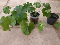 Trzy sadzonki pelargonii czerwonej