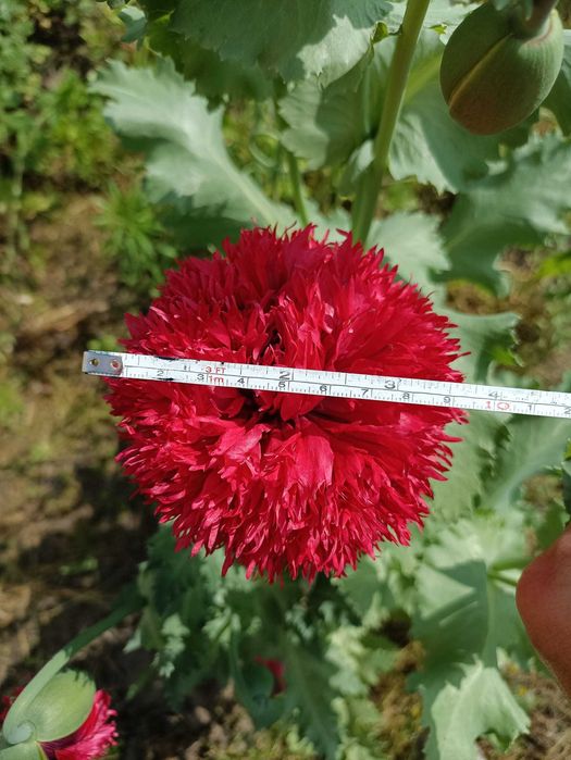 насіння садового маку піоновидного семена папавера асорті.