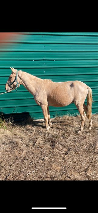Vendo cavalo-4 anos