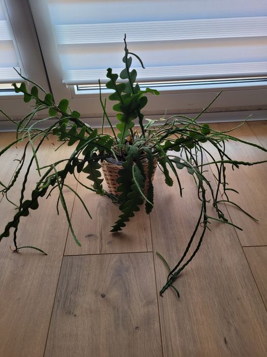 Epiphyllum anguliger -kaktus zygzak duża sadzonka