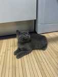 Gatinho british shorthair