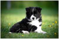 Border collie ZKwP FCI