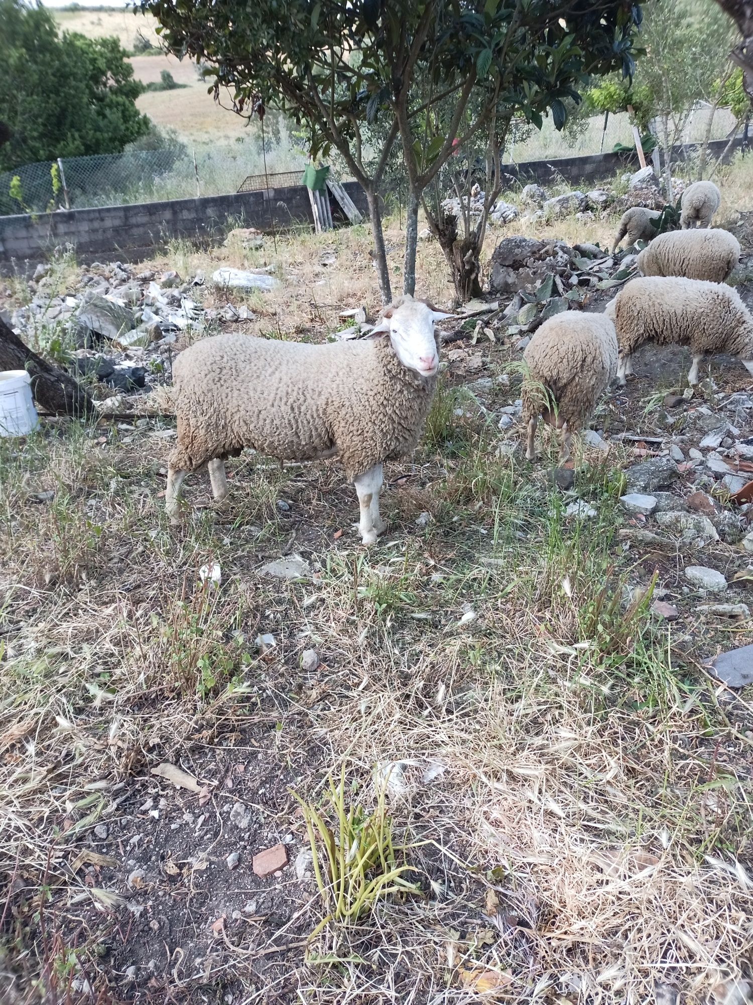 Animais da quinta para trocar de pastio