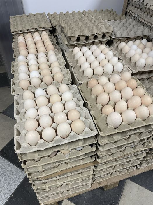 Świeże jaja jajka wolny wybieg wiejskie Hurt
