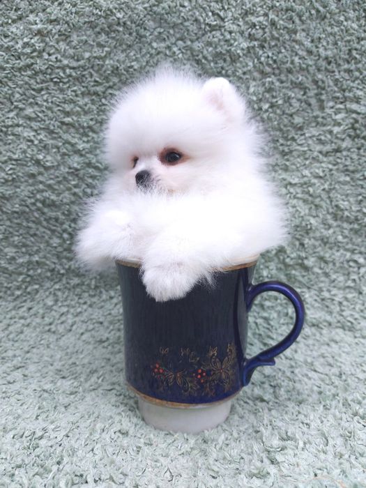 Ексклюзивний померанський хлопчик *карманного* розміру, короткий носик