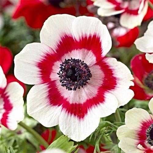 Анемони корончаті-квіти весни