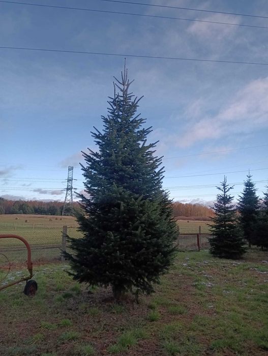 JODŁA KAUKASKA duże choinki bożonarodzeniowe 3-10 metrów