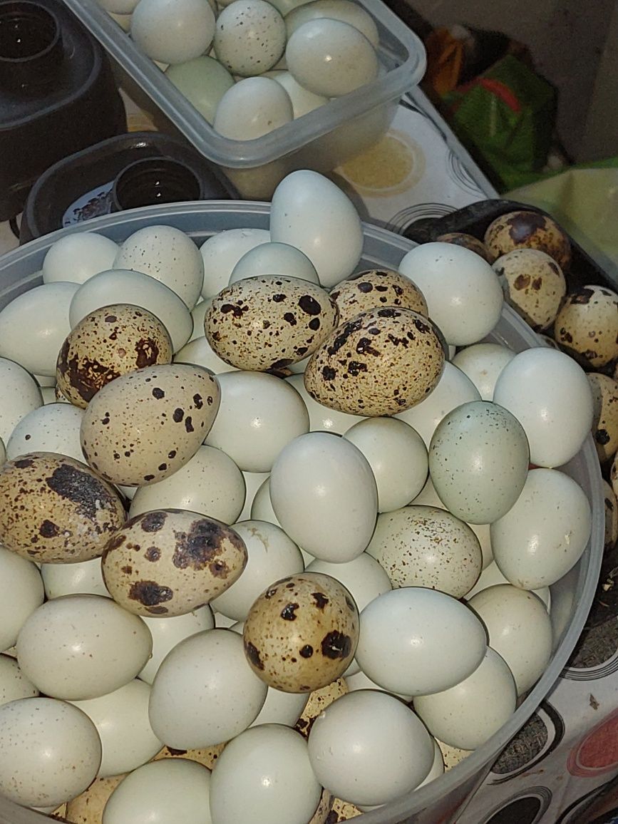 Перепелиные яйца,суточные и подрощеные перепела