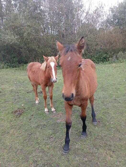 Продам молоду кобилу