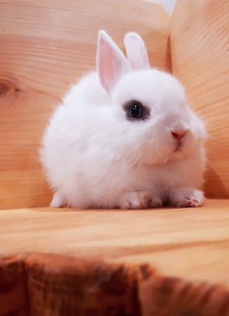 Карликовые мини кролики декорат.торчеухие и вислоухие кролики и клетки