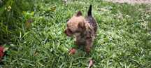 yorkshire terrier hiper Mini Fêmea Brown disponível para entrega imedi