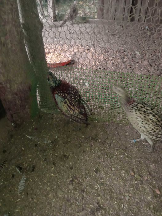 Bażanty łowne koguty