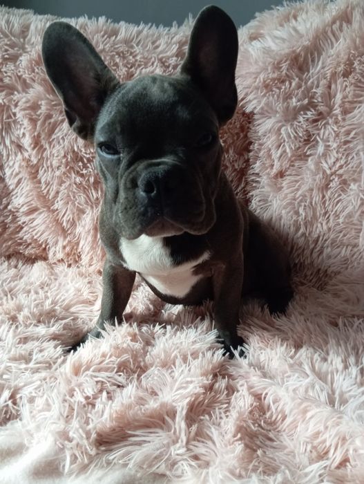 Buldog francuski niebieski chlopak