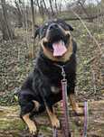 Atos-młody psiak w typie rottweiler, tylko odpowiedzialny dom