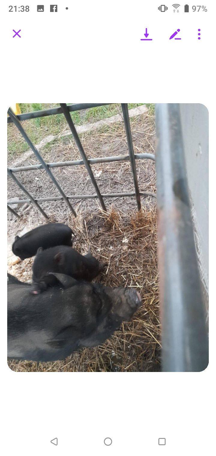 Sprzedam świnki getyńskie