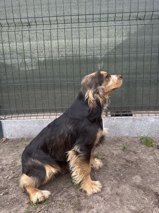 Cocker spaniel chłopiec