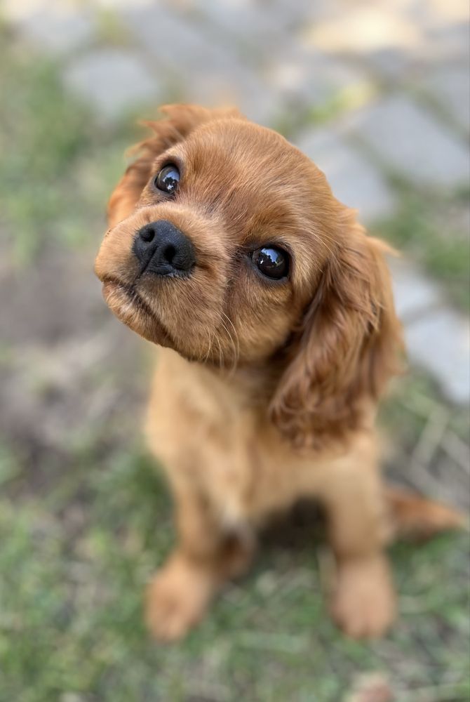 Cavalier King Charles Spaniel piesek ZKwP/FCI