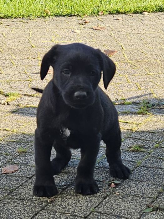 szczeniaki - matka wyżeł