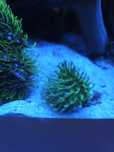 Sarcophyton zielony fluo - Akwarium morskie