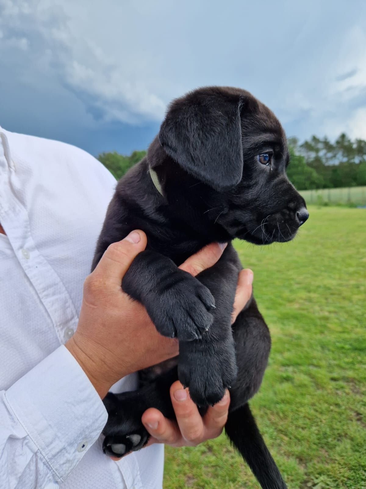 Suczka labrador czarny.