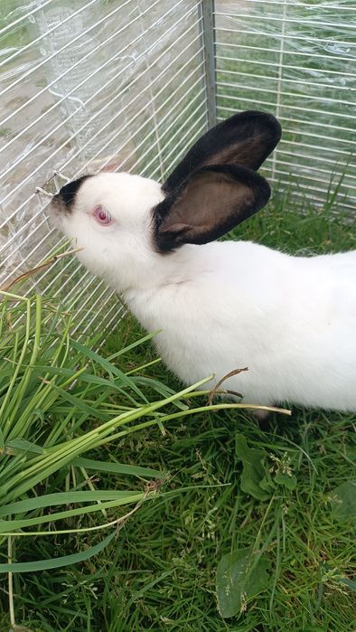 Samica królik kalifornijski króliki król