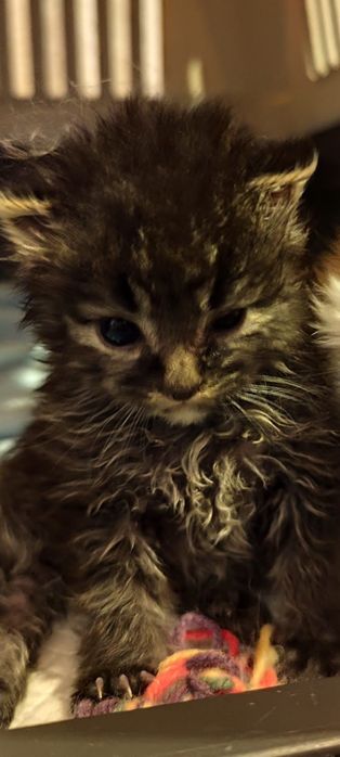 Dwa maluszki szukają wspólnego domku