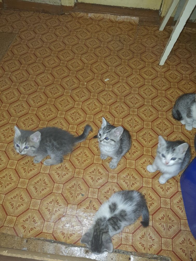 Отдам котят бесплатно