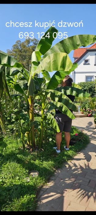 Bananowce basjoo  alokazja makroriza paradisiaca
