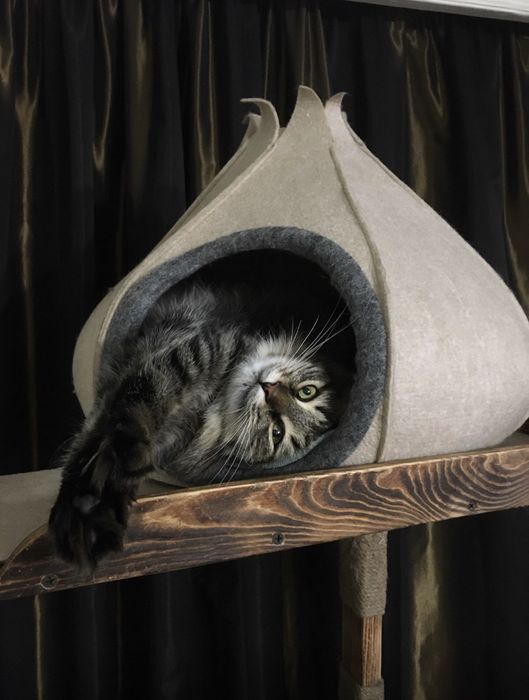 Будинок. Кошка.Домік для котиків та маленьких песиків із повсті. Хатка