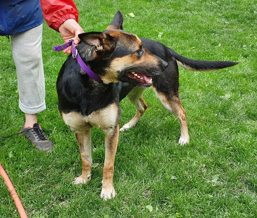 Sara - wilczkowata suczka