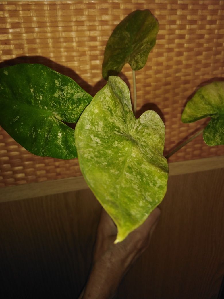 Продамі алоказія Macrorrhiza Mint Variegated