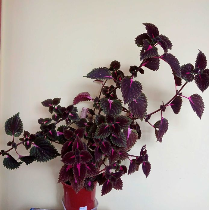 КОЛЕУС  рослина кімнатна