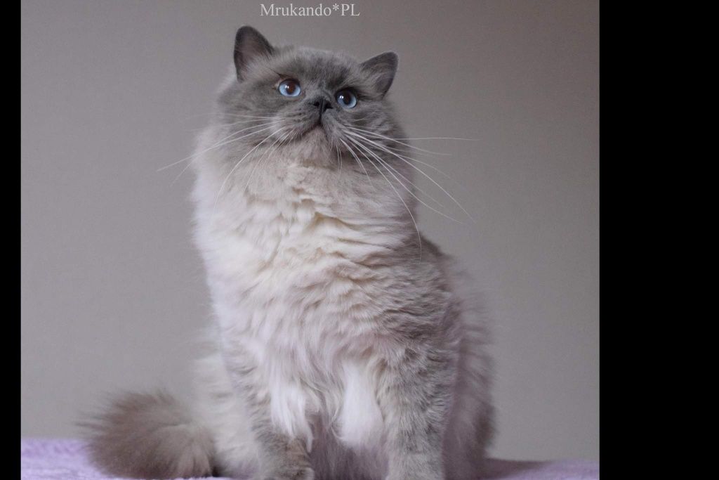 Ragdoll blue colourpoint kocurek