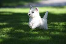 West Highland White Terrier цуценя