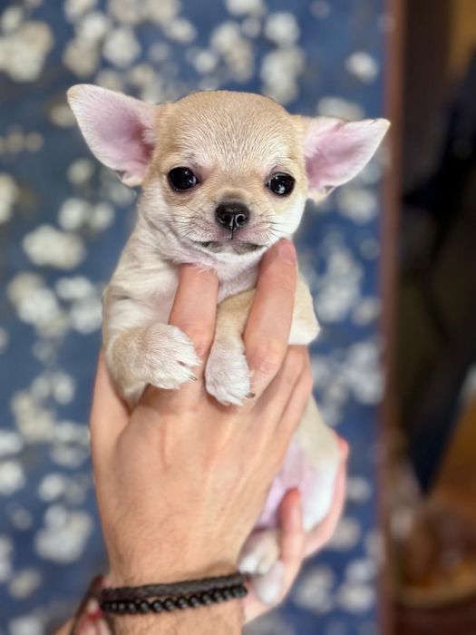 Chihuahua krótkowłosy