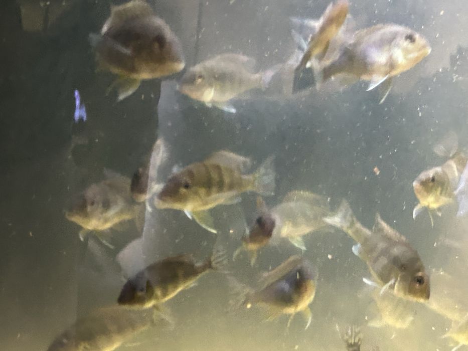 40 Geophagus Tapajos orange head 5cm
