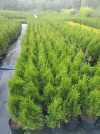 Tuja thuja szmaragd 80 cm